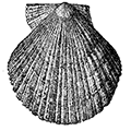 Chlamys heringianus (Middendorff) — Беринговоморский гребешок