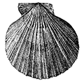 Chlamys erythrocomatus (Dall) — Розовый гребешок