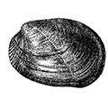 Musculus laevigatus (Gray) — Гладкий мускулус