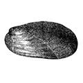 Musculus nigra (Gray) — Чёрный мускулус