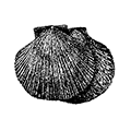 Variamussium alaskensis (Dali) — Аляскинский гребешок