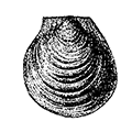 Delectopecten randolphi (Dall) — Гребешок Рандольфа