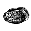 Tellinula salmonea (Carpenter) — Лососёвая теллина