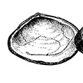 Macoma calcarea (Chemnitz) — Известковая макома