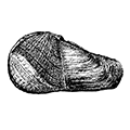 Pholadidea penita (Conrad) — Морское сверло