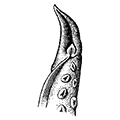 Paroctopus conispadiceus (Sasaki) — Песчаный осьминог