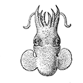Sepiola birostrata Sasaki — Двуносая сепиола