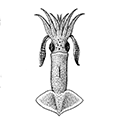 Sthenoteuthis hartrami (Lesueur) — Кальмар Бертрама