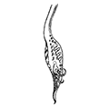 Gonatus fahricii (Lichtenstein) — Гонатус Фабриция