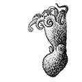 Octopus californicus (Berry) — Калифорнийский осьминог