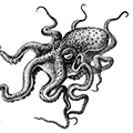 Paroctopus yendoi (Sasaki) — Корейский осьминог