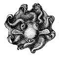 Grimpoteuthis alhatrossi (Sasaki) — Осьминог Гримпе
