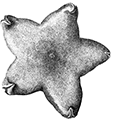 Pteraster tesselatus Ives — Сетчатый звездокрыл