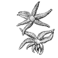 Stephanasterias albula (Stimpson) — Беловатая стефанастерия