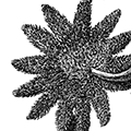 Crossaster papposus (Linne) — Мохнатый солнечник