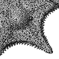 Hippasteria spinosa armata Fisher — Колючая гиппастерия