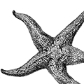 Asterias amurensis Liitkeu — Амурская обыкновенная звезда