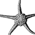 Stegophiura brachyactis (Clark) — Коротколучевая змеехвостка