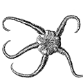 Ophiura sarsi Liitken — Змеехвостка Сарса