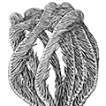 Heliometra glacialis maxima A. Clark — Северная морская лилия