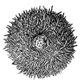 Strongylocentrotus droebachiensis (O. F. Muller) — Обыкновенный ёж