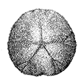 Echinarachnius parma Lamarck — Обыкновенный плоский морской ёж