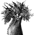 Cucumaria japonica Semper — Японский морской огурец