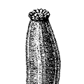 Chiridota pellucida Vahl — Прозрачная хиридота