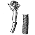 Birsteinia vitjasi A. Iwanow — Бирштейния Витязя