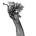 Spirobrachia grandis A. Iwanow — Большая спиробрахия