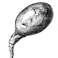 Boltenia ovifera (Linne) — Стебельчатая больтения