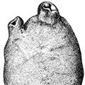 Tethyum aurantium (Pallas) — Пурпурный тетиум [= Halocynthia aurantium (Pallas)]