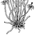 Tubularia indivisa Linne — Тубулярия