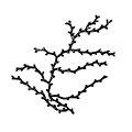 Sertularella tricuspidata Alder — Трёхзубая сертулярелла
